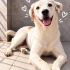 Ücretsiz sahiplenme labrador mix fotoğraf