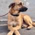 Ücretsiz sahiplenme labrador mix fotoğraf