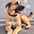 Ücretsiz sahiplenme labrador mix fotoğraf