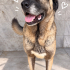 Ücretsiz sahiplenme  Kangal fotoğraf