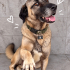 Ücretsiz sahiplenme  Kangal fotoğraf
