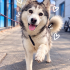 Ücretsiz sahiplenme husky fotoğraf