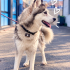Ücretsiz sahiplenme husky fotoğraf