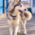Ücretsiz sahiplenme husky fotoğraf