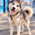 Ücretsiz sahiplenme husky fotoğraf