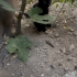 Bahtsız Siyah yavruma yuva bulalım fotoğraf