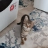 Acil yuva aranıyor fotoğraf