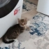 Acil yuva aranıyor fotoğraf