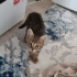 Acil yuva aranıyor fotoğraf