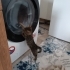 Acil yuva aranıyor fotoğraf