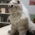 Dişi SCOTTISH FOLD LONG HAIR ücretsiz sahiplendirilecektir. fotoğraf