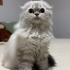 Dişi SCOTTISH FOLD LONG HAIR ücretsiz sahiplendirilecektir. fotoğraf
