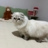 Dişi SCOTTISH FOLD LONG HAIR ücretsiz sahiplendirilecektir. fotoğraf