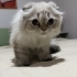 Dişi SCOTTISH FOLD LONG HAIR ücretsiz sahiplendirilecektir. fotoğraf