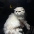 Dişi SCOTTISH FOLD LONG HAIR ücretsiz sahiplendirilecektir. fotoğraf