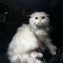 Dişi SCOTTISH FOLD LONG HAIR ücretsiz sahiplendirilecektir. fotoğraf