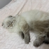 Dişi SCOTTISH FOLD LONG HAIR ücretsiz sahiplendirilecektir. fotoğraf