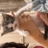 Yavru Kedi Yuva Arıyor fotoğraf
