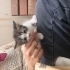 Yavru Kedi Yuva Arıyor fotoğraf