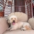 Pooddle terrier kırması luna ondan vazgeçmeyecek çok sevecek yuvasını arıyor fotoğraf