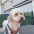 Pooddle terrier kırması luna ondan vazgeçmeyecek çok sevecek yuvasını arıyor fotoğraf
