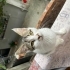 Tekrar Sokağa Dönmesin fotoğraf