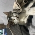 Tekrar Sokağa Dönmesin fotoğraf