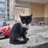 Sokaktaki beyaz patikli smokin yavru kediye acil yuva arıyorum fotoğraf
