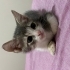 Erkek tekir kedi fotoğraf