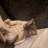 Erkek tekir kedi fotoğraf
