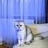 Uysal kısır dişi kedi fotoğraf
