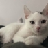 1 Aylık Cins Yavru Sokağa Dönmesin fotoğraf