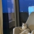 Çok sevecen pamuk gibi fotoğraf