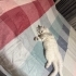 Çok sevecen pamuk gibi fotoğraf