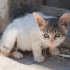 SEVİMLİ YAVRUYA YUVA fotoğraf