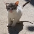 SEVİMLİ YAVRUYA YUVA fotoğraf