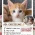 PARKTAN ANNELERİ İLE BİRLİKTE KURTARILAN YAVRU KEDİ fotoğraf