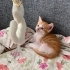 PARKTAN ANNELERİ İLE BİRLİKTE KURTARILAN YAVRU KEDİ fotoğraf