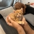 SARMAN BEBEK PARKTAN KURTARILDI, ONA ÖMÜRLÜK YUVA OLUN fotoğraf