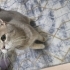 Balım çok uysal bir kedi fotoğraf