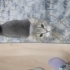 Balım çok uysal bir kedi fotoğraf