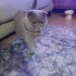 Ceku adına duyalı kedi fotoğraf