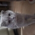 Ceku adına duyalı kedi fotoğraf