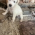 GÖRME ENGELLİ YAVRUYA ACİL YUVA fotoğraf