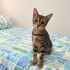 Hayata Tutunan 6 Aylık Minik Kızımıza Ömürlük Yuva Arıyoruz 🐾 fotoğraf