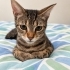 Hayata Tutunan 6 Aylık Minik Kızımıza Ömürlük Yuva Arıyoruz 🐾 fotoğraf