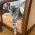 Hayata Tutunan 6 Aylık Minik Kızımıza Ömürlük Yuva Arıyoruz 🐾 fotoğraf