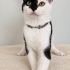 4 aylık pamuk gibi dişi kedi fotoğraf