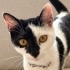 4 aylık pamuk gibi dişi kedi fotoğraf