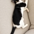 4 aylık pamuk gibi dişi kedi fotoğraf